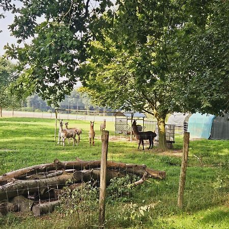 Ferienhaus Banana Lodge Bruchhausen-Vilsen Kültér fotó