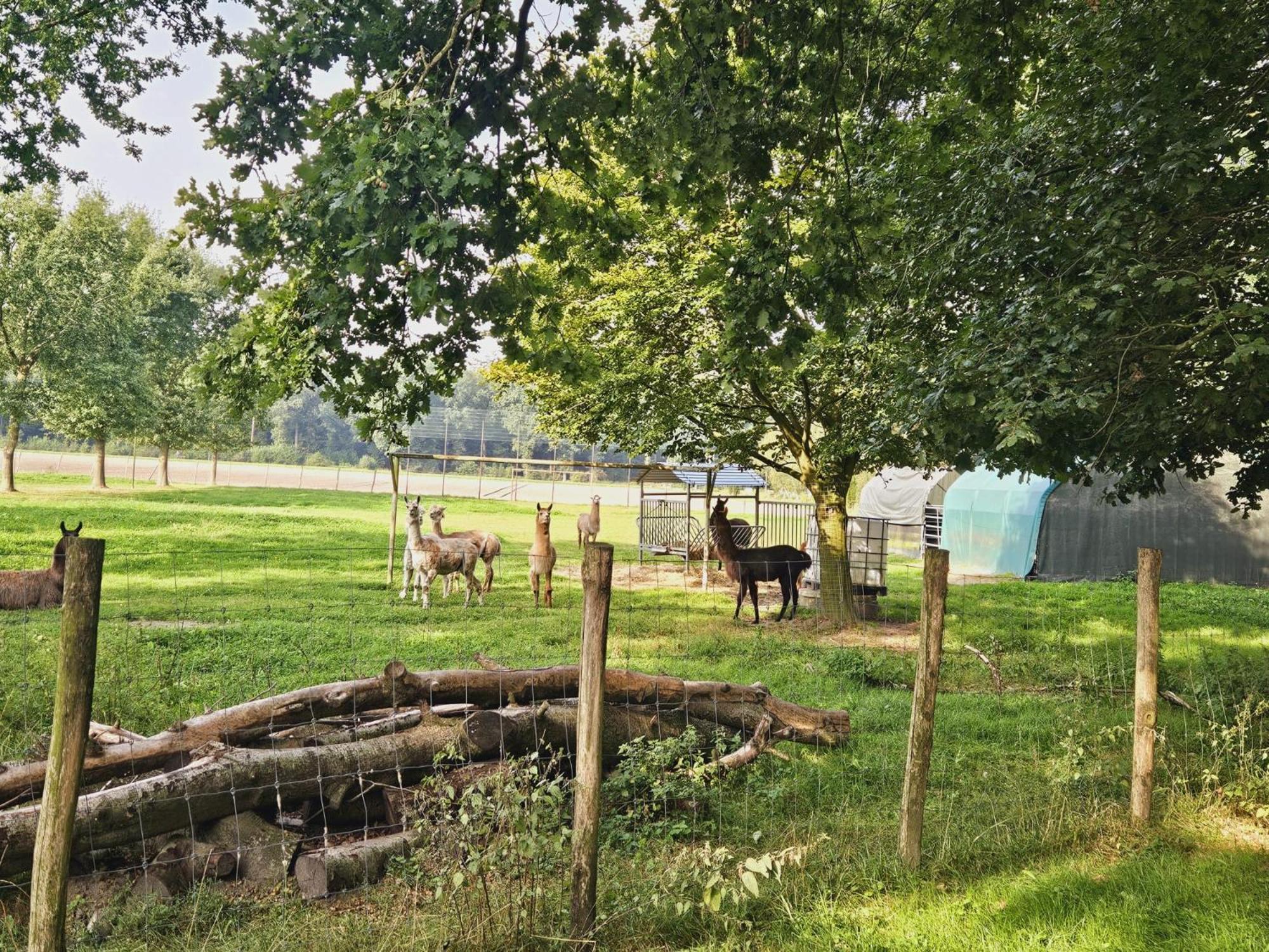 Ferienhaus Banana Lodge Bruchhausen-Vilsen Kültér fotó